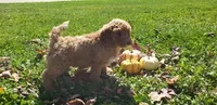 Snickers, a male Cavapoo for sale in Sugarcreek, OH – 2 of 5