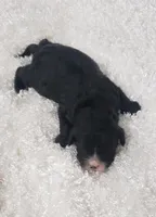 Kiwi, a female Cavapoo for sale in Sugarcreek, OH – Photo 1 of 4