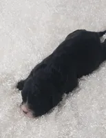 Kiwi, a female Cavapoo for sale in Sugarcreek, OH – Photo 2 of 4