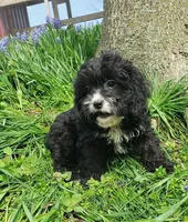 Kiwi, a female Cavapoo for sale in Sugarcreek, OH – Photo 8 of 8
