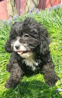Kiwi, a female Cavapoo for sale in Sugarcreek, OH – Photo 1 of 8