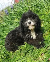 Kiwi, a female Cavapoo for sale in Sugarcreek, OH – Photo 5 of 8