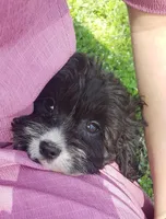 Kiwi, a female Cavapoo for sale in Sugarcreek, OH – Photo 2 of 8