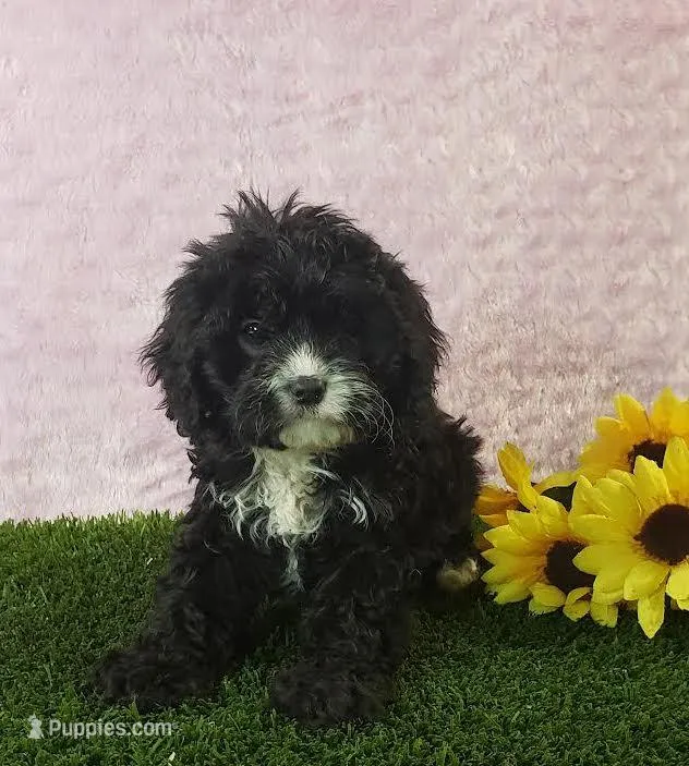 Kiwi – Cavapoo puppy for sale in Sugarcreek, OH