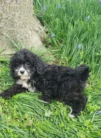 Kiwi, a female Cavapoo for sale in Sugarcreek, OH – Photo 7 of 8