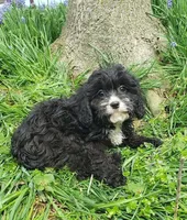 Kiwi, a female Cavapoo for sale in Sugarcreek, OH – Photo 6 of 8