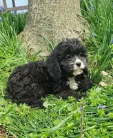 Kiwi, a female Cavapoo for sale in Sugarcreek, OH – Photo 4 of 8