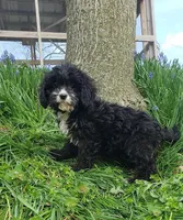 Kiwi, a female Cavapoo for sale in Sugarcreek, OH – Photo 3 of 8