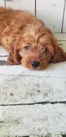 Levi, a male Cavapoo for sale in Sugarcreek, OH – 1 of 6
