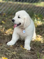 Pick of Litter, a male English Cream Golden Retriever for sale in Johnson City, TN – 1 of 4