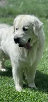Thor , a male English Cream Golden Retriever for sale in Johnson City, TN – 4 of 5