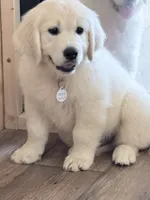 Blue boy, a male English Cream Golden Retriever for sale in Johnson City, TN – 2 of 3