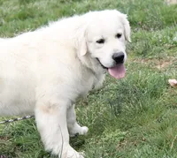 Thor , a male English Cream Golden Retriever for sale in Johnson City, TN – 2 of 5