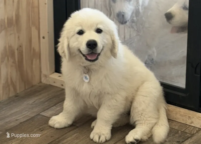 Miss purple – English Cream Golden Retriever puppy on hold in Johnson City, TN