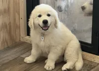Miss purple, a female English Cream Golden Retriever for sale in Johnson City, TN – 1 of 3