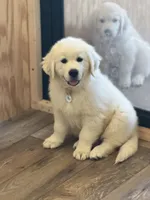 Miss purple, a female English Cream Golden Retriever for sale in Johnson City, TN – 2 of 3
