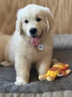 Pick of Litter, a male English Cream Golden Retriever for sale in Johnson City, TN – 2 of 4