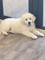 Miss purple, a female English Cream Golden Retriever for sale in Johnson City, TN – 3 of 3