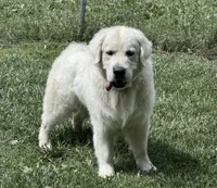 Thor , a male English Cream Golden Retriever for sale in Johnson City, TN – 5 of 5