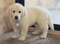 Blue boy, a male English Cream Golden Retriever for sale in Johnson City, TN – 3 of 3