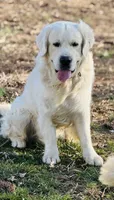 Thor , a male English Cream Golden Retriever for sale in Johnson City, TN – 3 of 5