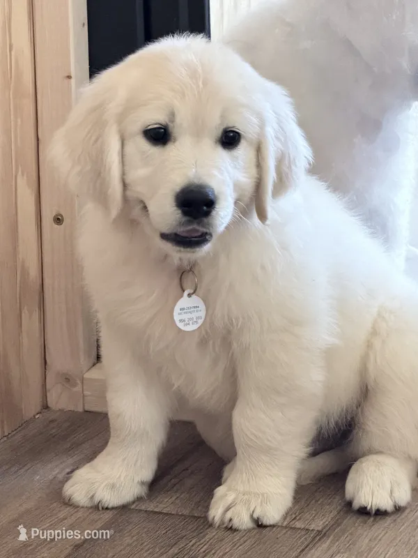 Blue boy – English Cream Golden Retriever puppy for sale in Johnson City, TN