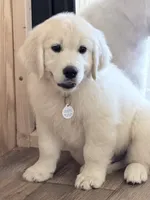 Blue boy, a male English Cream Golden Retriever for sale in Johnson City, TN – 1 of 3