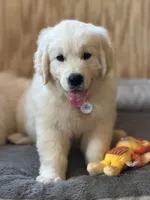 Pick of Litter, a male English Cream Golden Retriever for sale in Johnson City, TN – 4 of 4