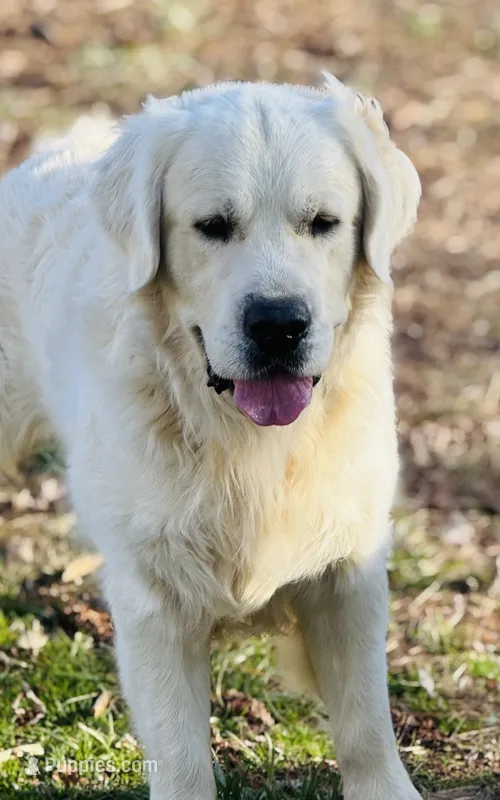 Thor  – English Cream Golden Retriever puppy for sale in Johnson City, TN