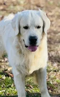 Thor , a male English Cream Golden Retriever for sale in Johnson City, TN – 1 of 5