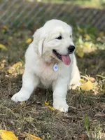 Pick of Litter, a male English Cream Golden Retriever for sale in Johnson City, TN – 3 of 4