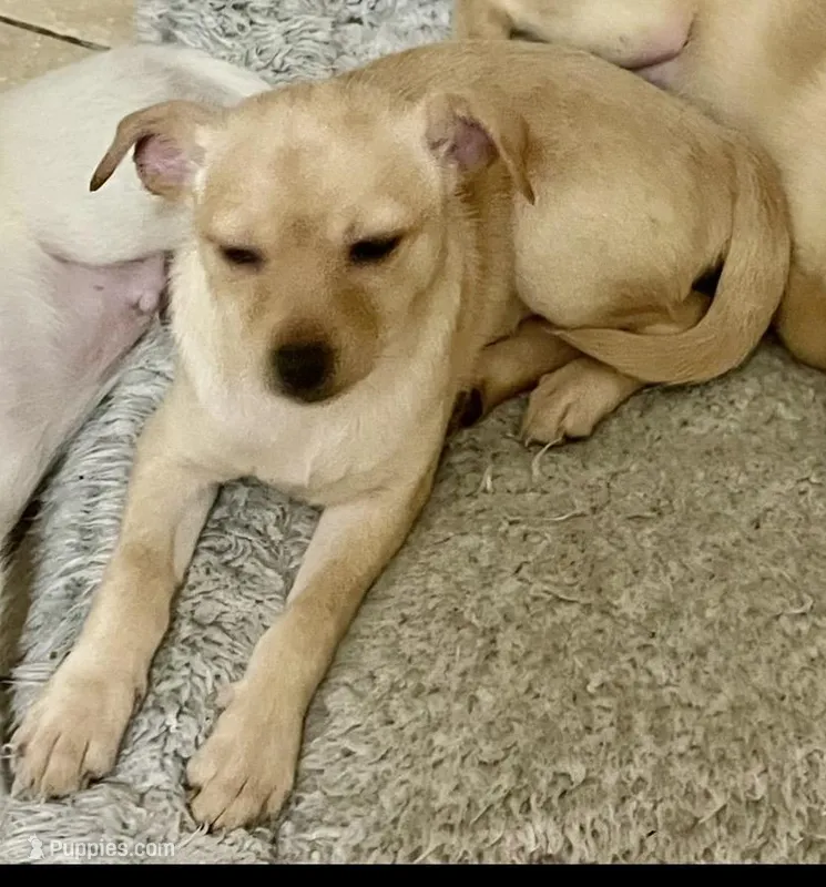 Bella – Pomchi puppy for sale in Worcester, MA