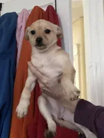 Bella, a female Pomchi for sale in Worcester, MA – Photo 1 of 8