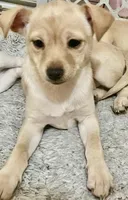 Bella, a female Pomchi for sale in Worcester, MA – Photo 6 of 9