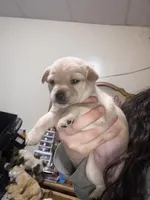 Bella, a female Pomchi for sale in Worcester, MA – Photo 2 of 8