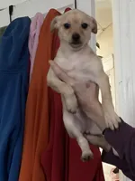 Bella, a female Pomchi for sale in Worcester, MA – Photo 3 of 8