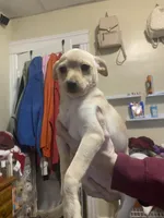 Bella, a female Pomchi for sale in Worcester, MA – Photo 7 of 8