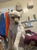 Bella, a female Pomchi for sale in Worcester, MA – Photo 6 of 8