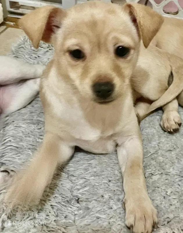 Bella – Pomchi puppy for sale in Worcester, MA