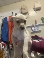 Bella, a female Pomchi for sale in Worcester, MA – Photo 4 of 8