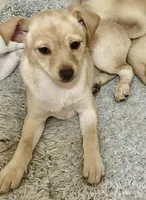 Bella, a female Pomchi for sale in Worcester, MA – Photo 2 of 9