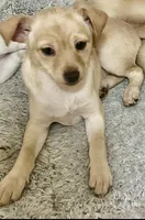 Bella, a female Pomchi for sale in Worcester, MA – Photo 7 of 9