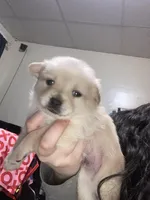 Buddy, a male Pomchi for sale in Worcester, MA – Photo 3 of 8