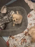 Buddy, a male Pomchi for sale in Worcester, MA – Photo 5 of 8