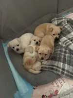 Buddy, a male Pomchi for sale in Worcester, MA – Photo 4 of 8