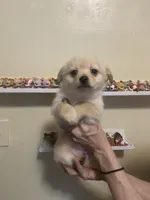 Buddy, a male Pomchi for sale in Worcester, MA – Photo 1 of 8