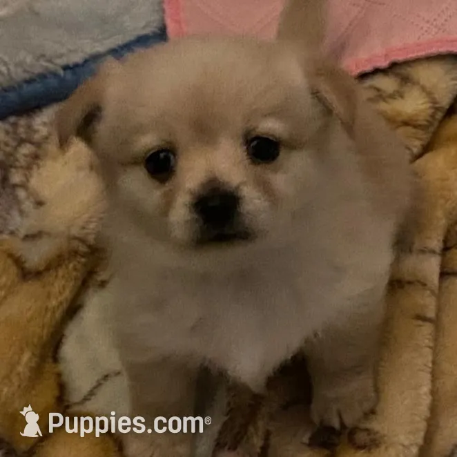 Buddy, a male Pomchi for sale in Worcester, MA – Photo 2 of 8