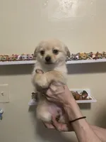 Buddy, a male Pomchi for sale in Worcester, MA – Photo 8 of 8