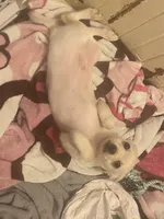 Junior, a male Pomchi for sale in Worcester, MA – Photo 4 of 10