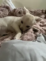 Junior, a male Pomchi for sale in Worcester, MA – Photo 2 of 10